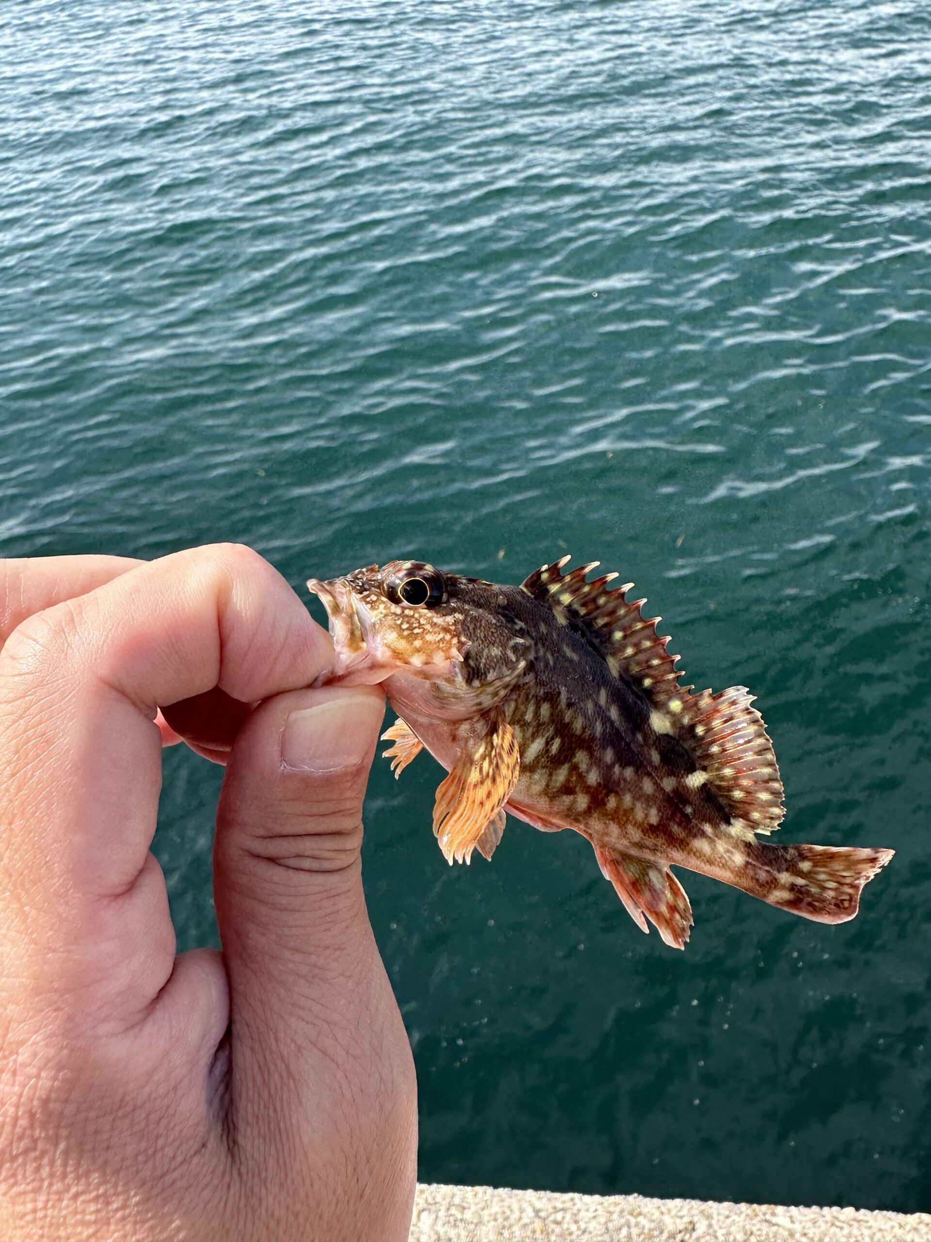 平磯海釣り公園（神戸市）① | ハルヒカのアクアライフ！